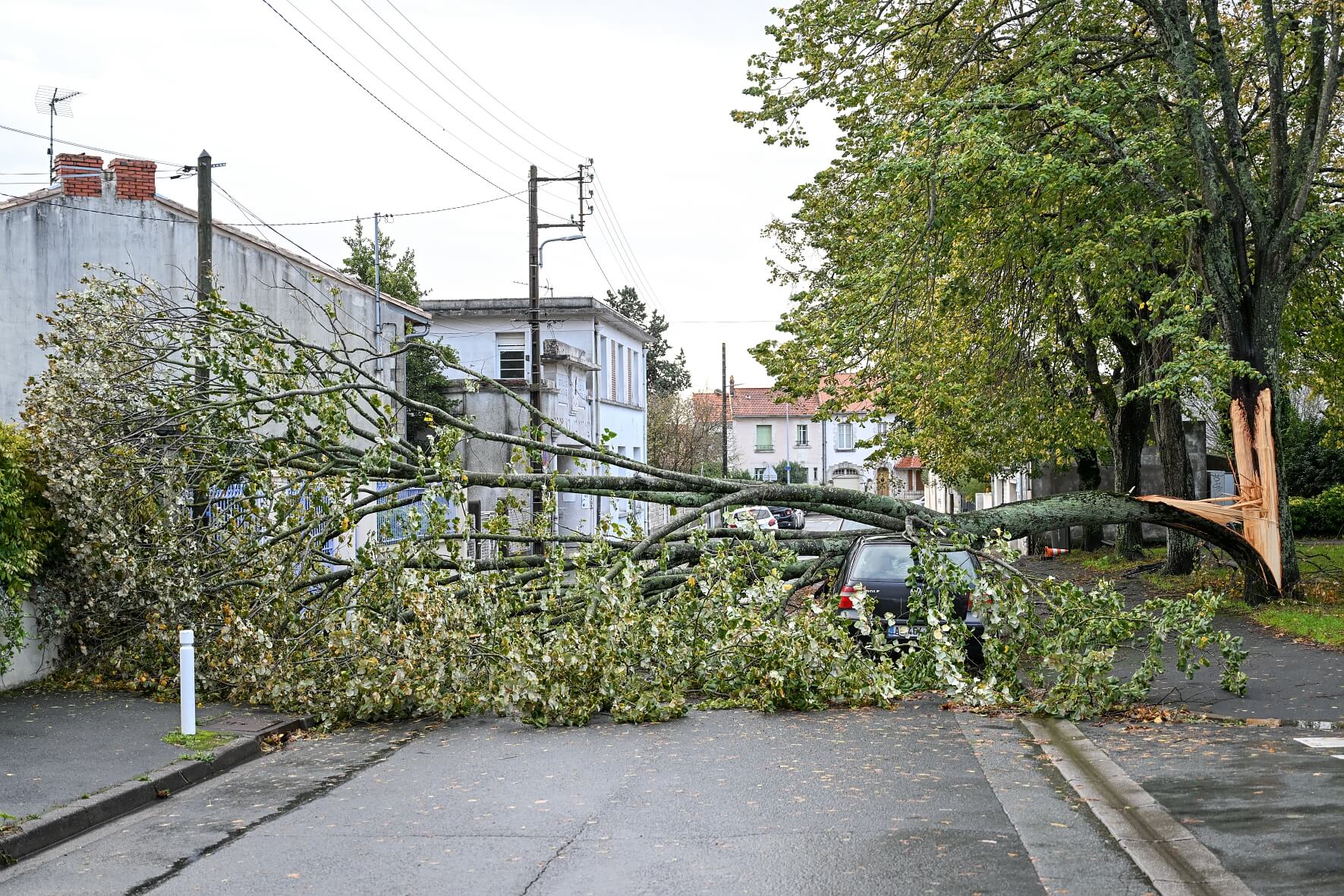 Tempête Domingos arbre tombé Julien Chauvet Ville de La Rochelle 1